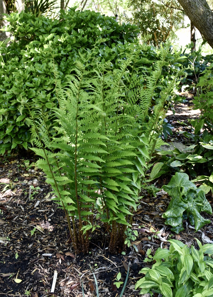 Clump of upright fronds