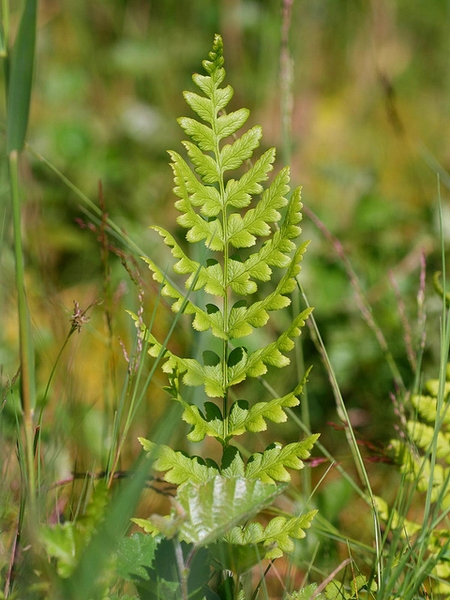 Single, erect frond with pinnatifid pinnules
