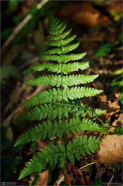 Dryopteris dilatata