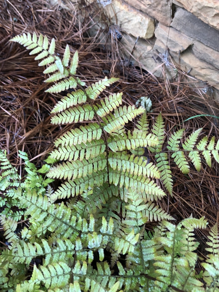 Dryopteris erythrosora