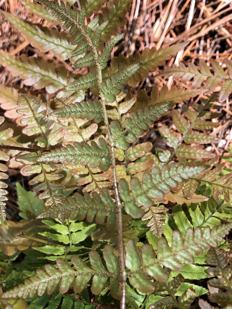 Dryopteris erythrosora