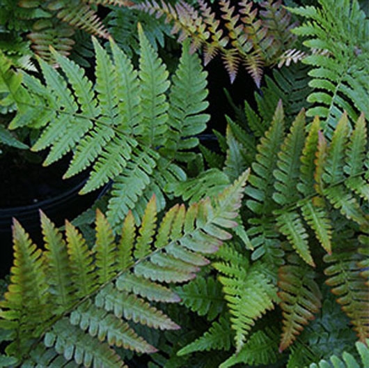 Dryopteris erythrosora