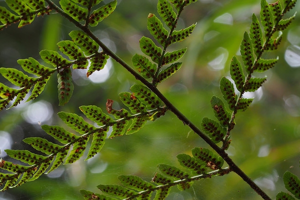 Dryopteris erythrosora