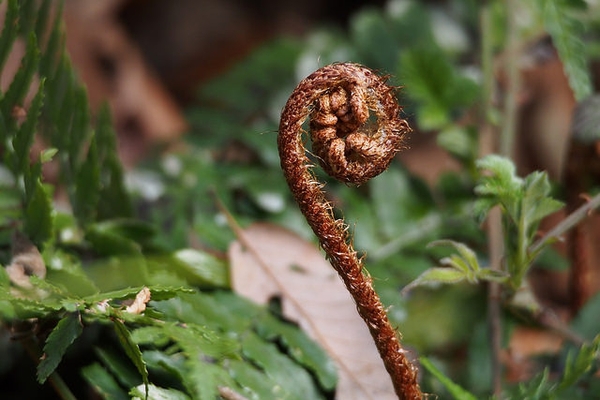 Dryopteris erythrosora