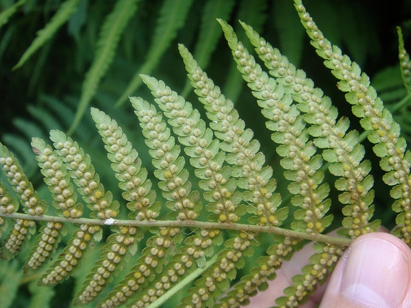 Underside of frond showing sori along pinnae midveins.