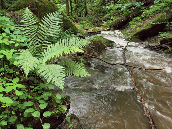 Single fern plant growing next to a stream.