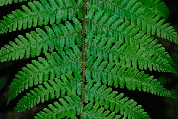 Upper surface of frond showing pinnatisect pinnae.