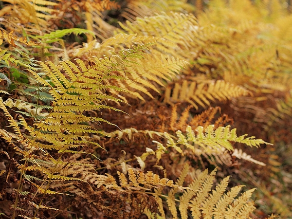 Yellowing and browning fern fronds dying back.