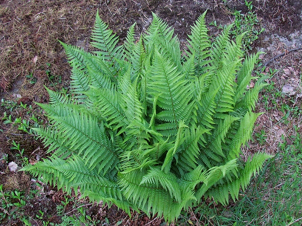 Cluster of upright fern fronds.