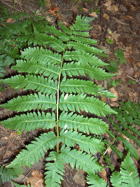 Dryopteris goldiana