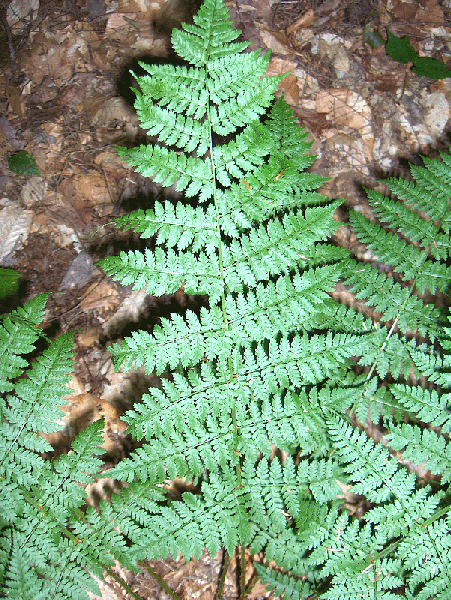 Dryopteris intermedia