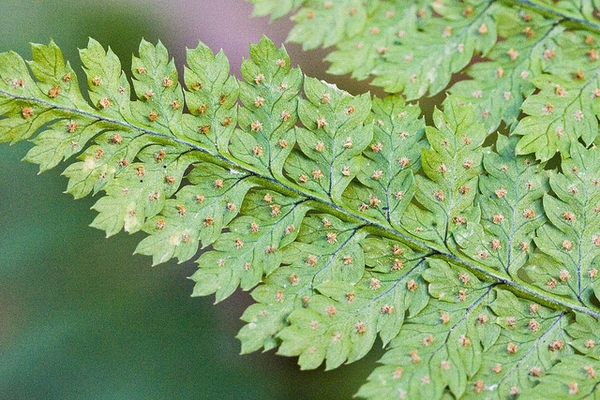 Dryopteris intermedia