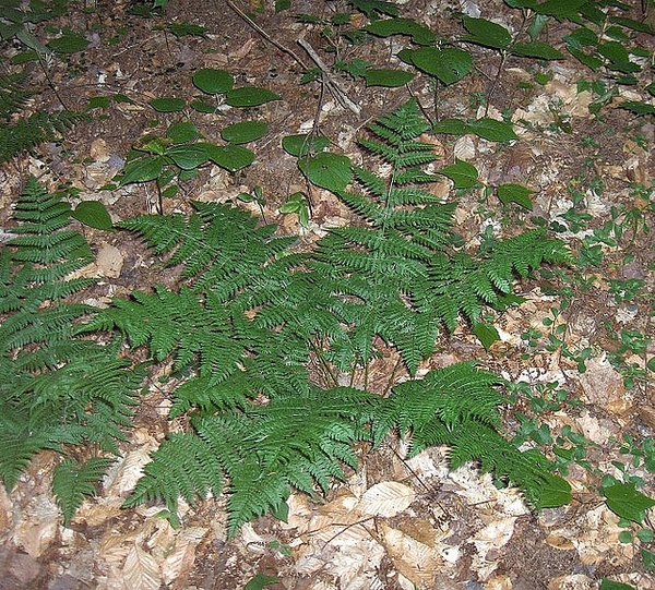 Dryopteris intermedia