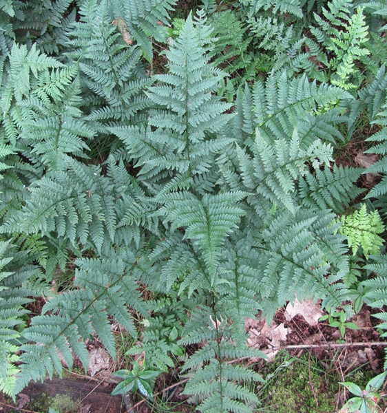 Dryopteris intermedia