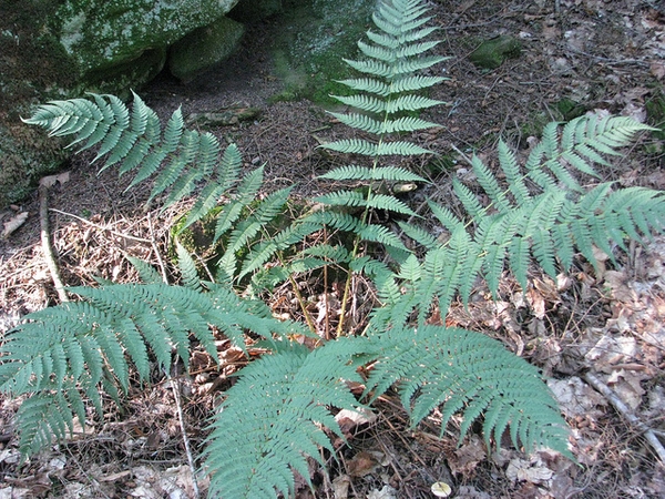 Dryopteris marginalis