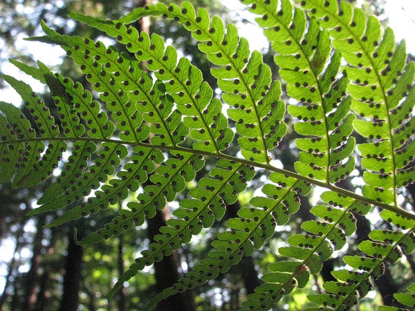 Dryopteris marginalis