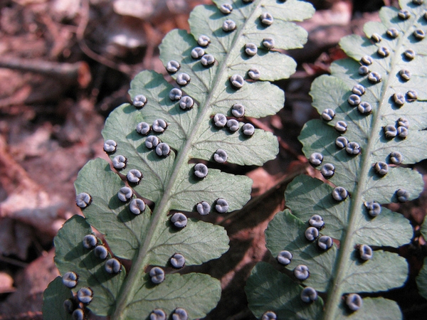 Dryopteris marginalis
