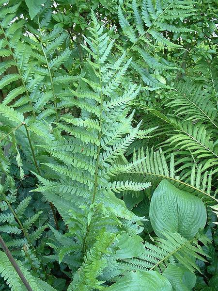 Leaves