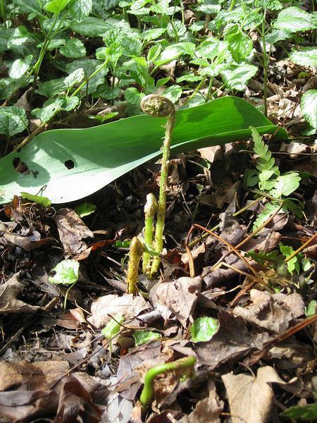 Emerging growth