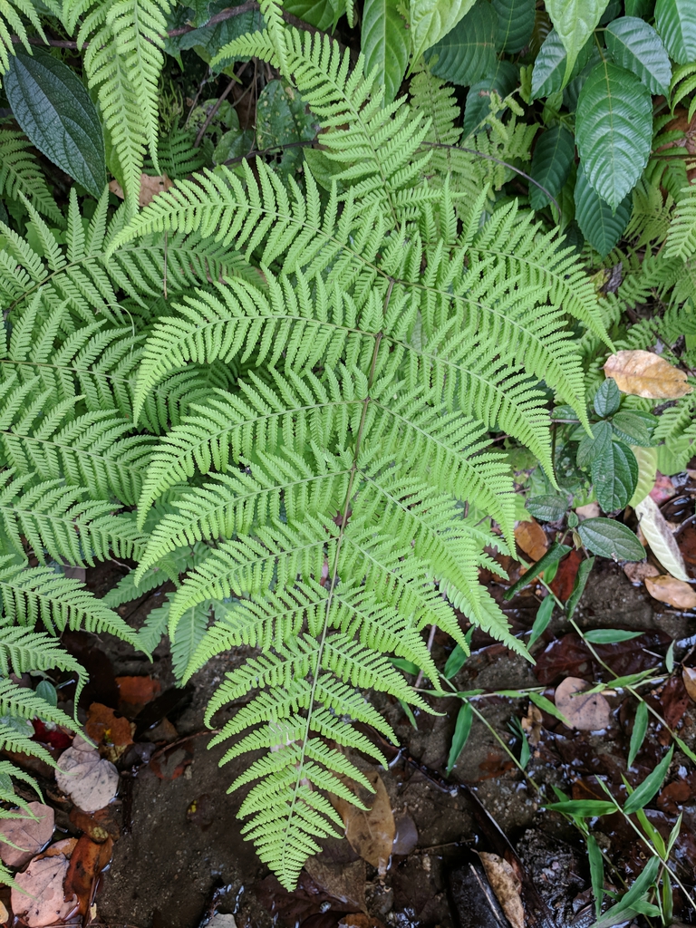 Leaves