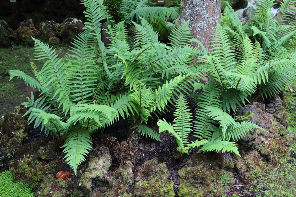 Dryopteris