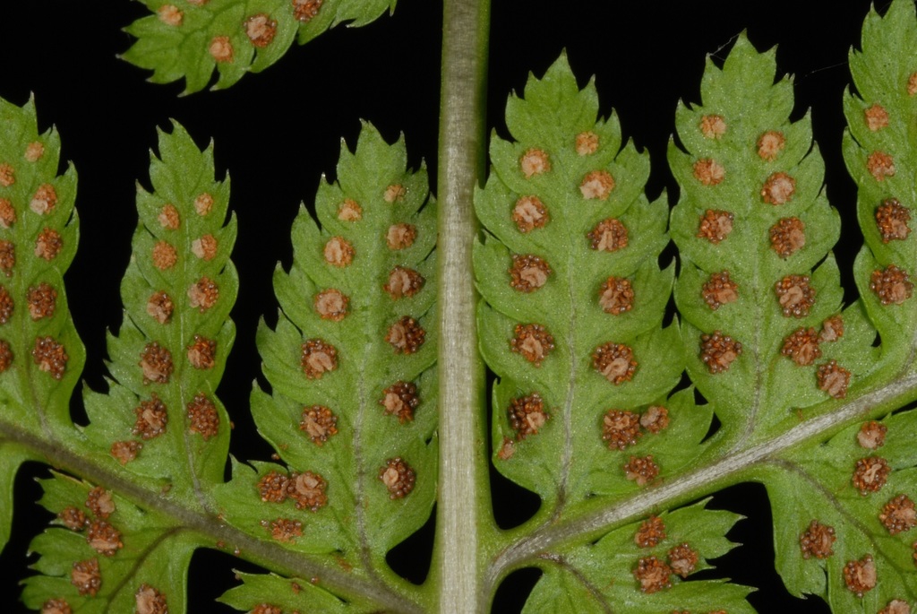Sori on back of frond (Cobbs Hill, Rochester, NY)-Late Summer