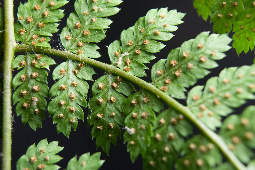 Underside of frond