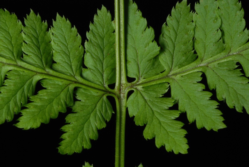 Leaf attachment (Cobbs Hill, Rochester, NY)-Late Summer