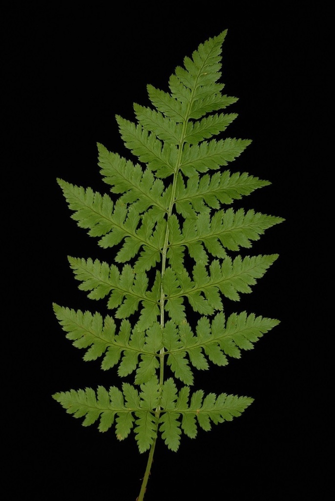 Compound frond (Cobbs Hill, Rochester, NY)-Late Summer