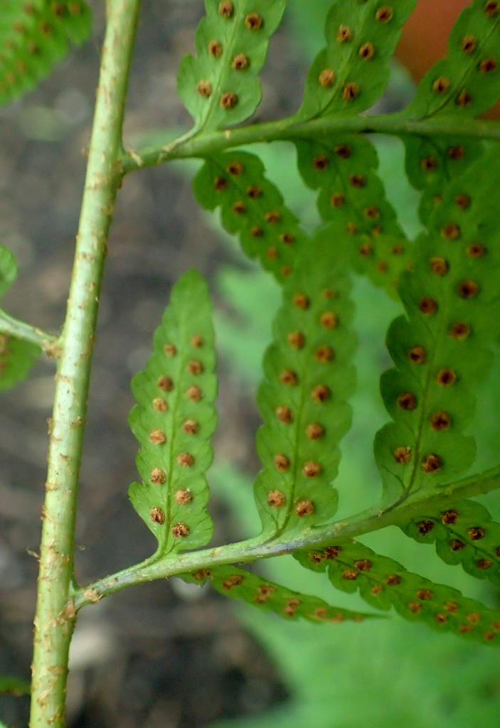 Close-up of underside of pinnules with rows of sori