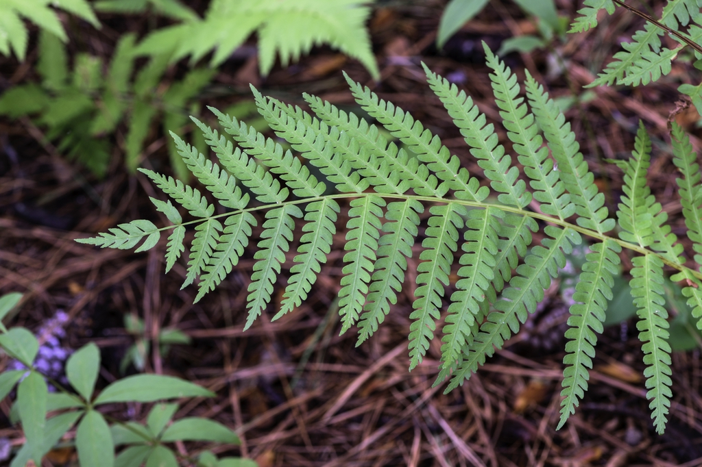 Single frond showing pinnules