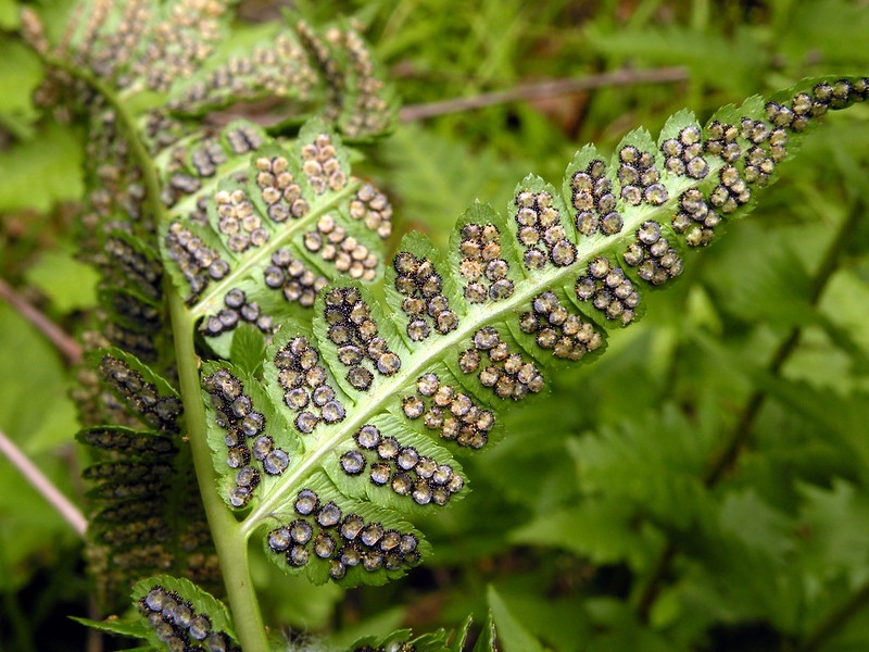 Underside of pinnules showing rows of sori