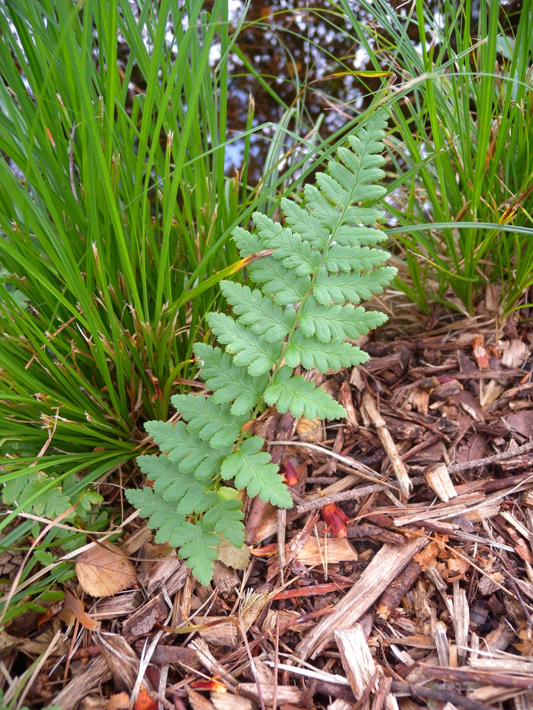 Single, erect frond with pinnatifid pinnules