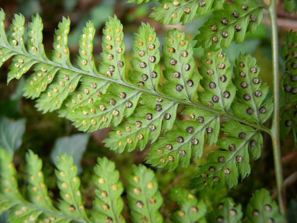 Leaf Blade