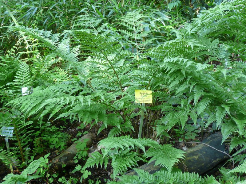 Dryopteris dilatata