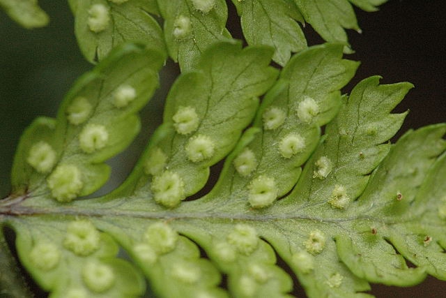Dryopteris dilatata