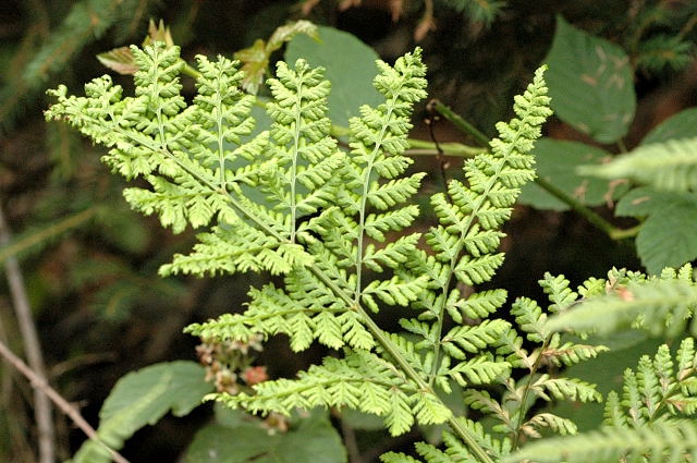 Leaf Blade