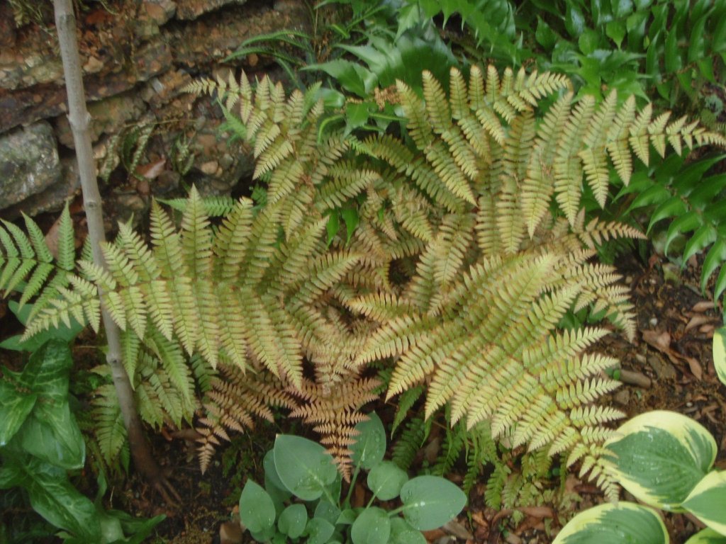 'Brilliance' Form