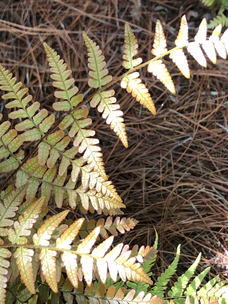 Dryopteris erythrosora