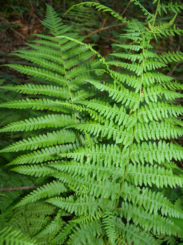 Fern fronds.