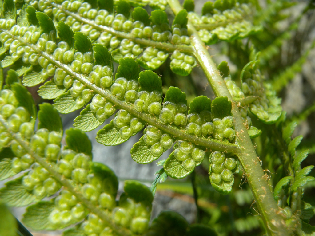 Close-up of underside of pinnules with rows of sori
