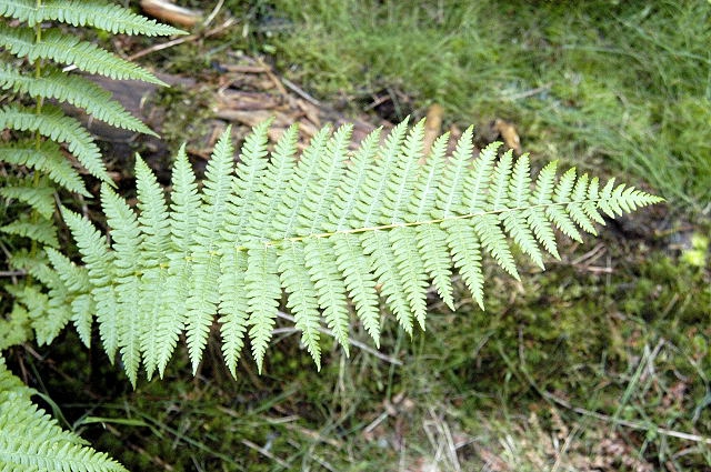 Fern frond.