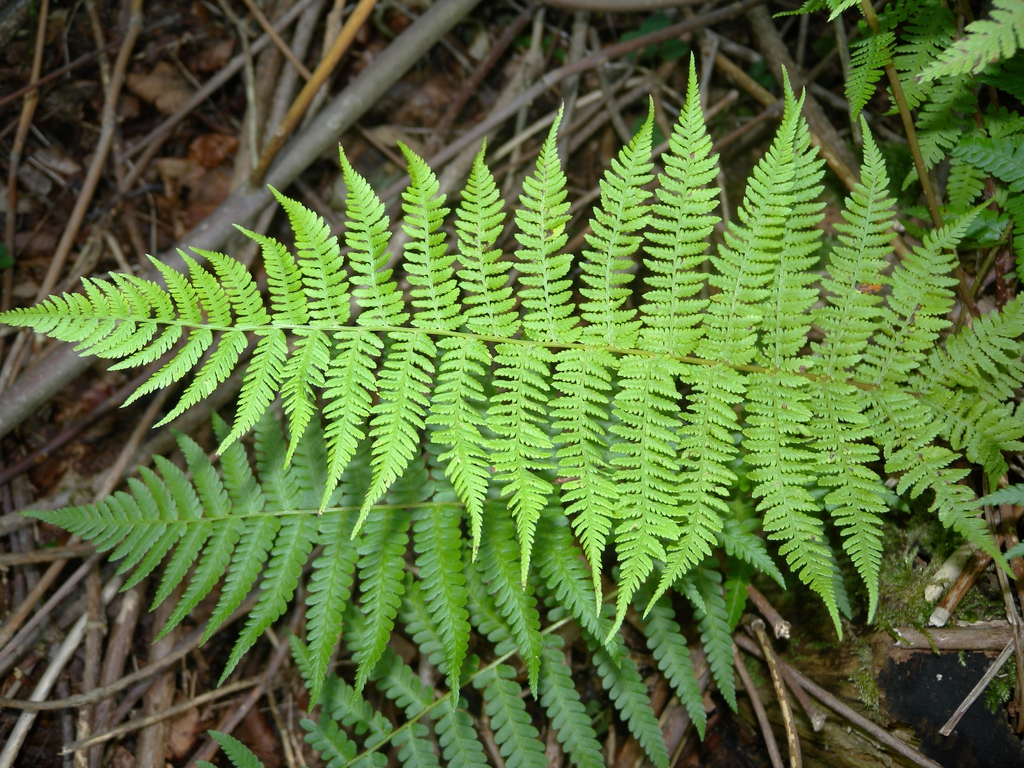 Fern fronds.