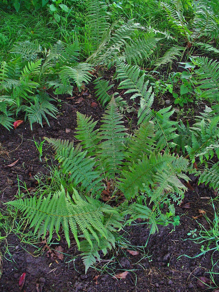 Colony of ferns growing in the soil.