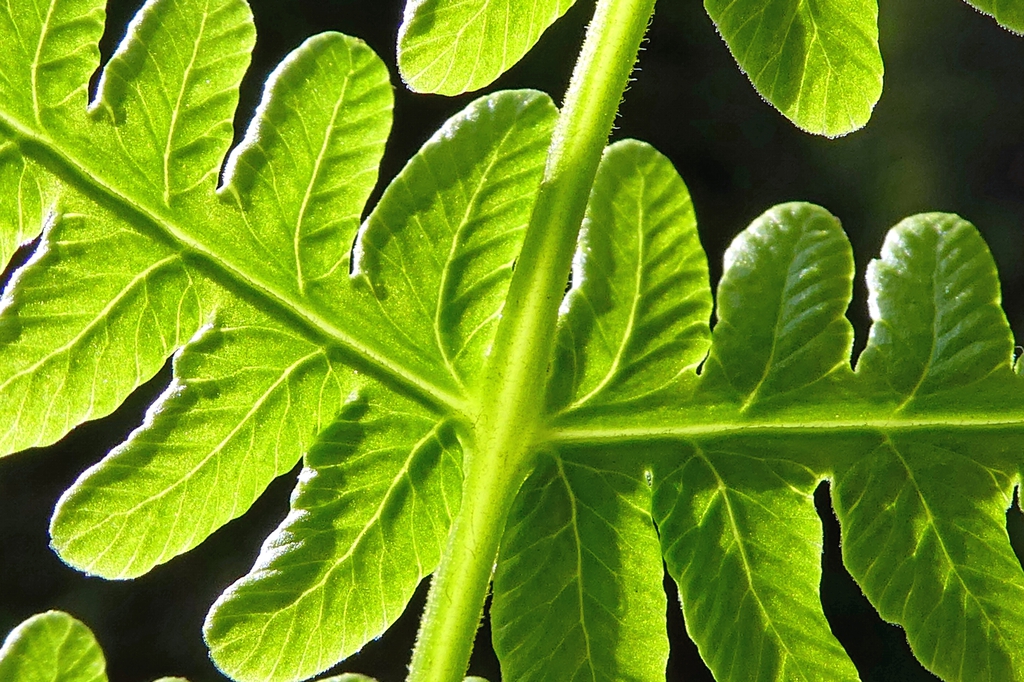 Underside of sterile pinnae showing pinnatisect divisions.