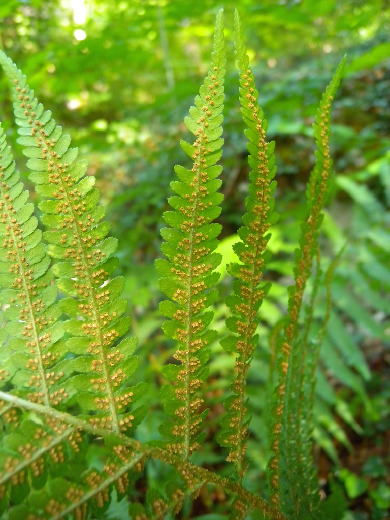 Frond underside showing yellow sori along main veins.