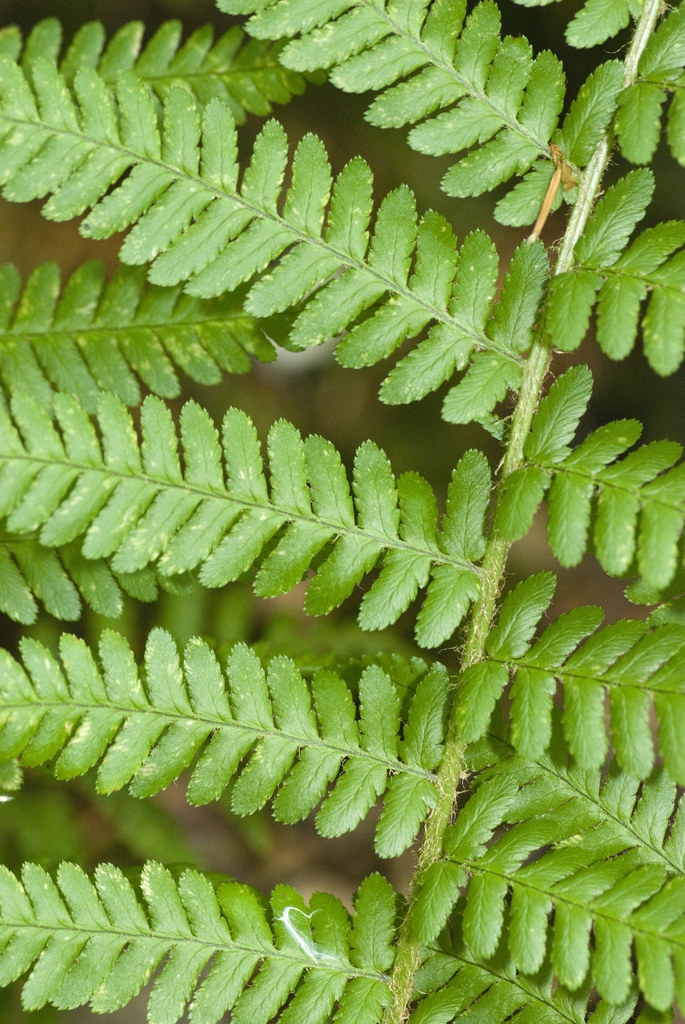 Close-up of frond showing subopposite pinnatisect divisions.
