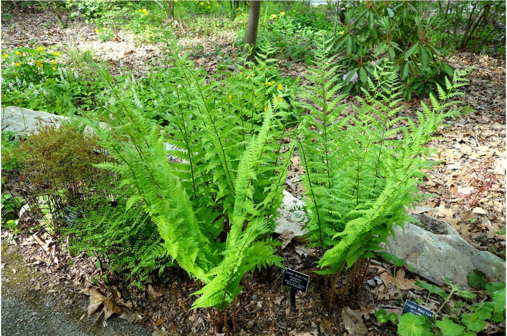 Form
