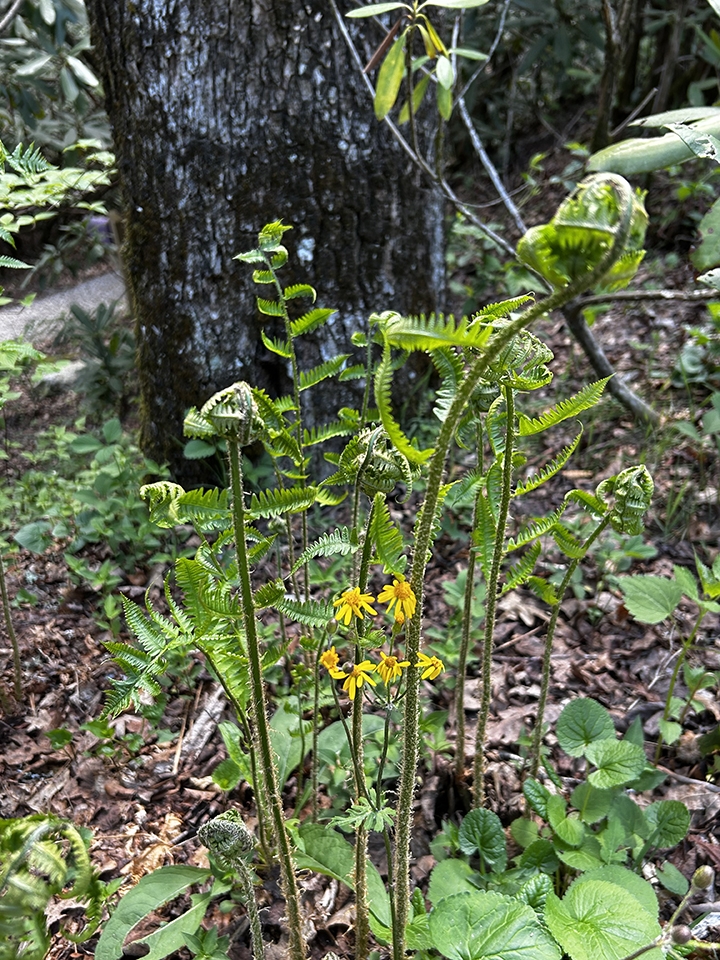 Unfurling fiddle-heads