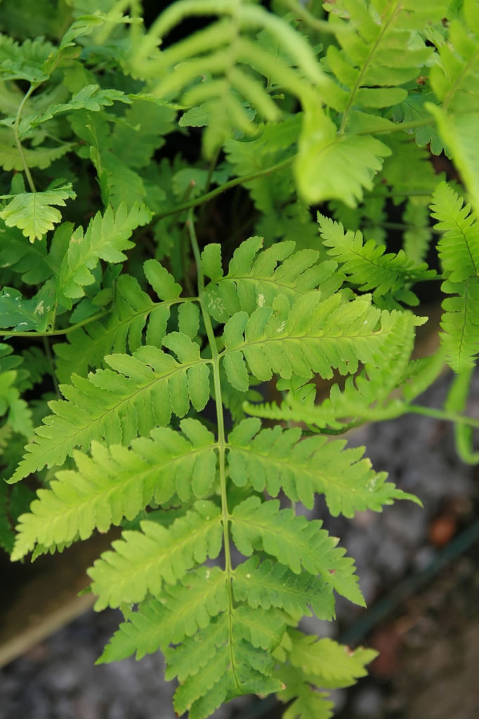frond